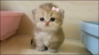 Comment trouves-tu ce chaton ?