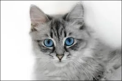 Les yeux de Gris Poil sont :