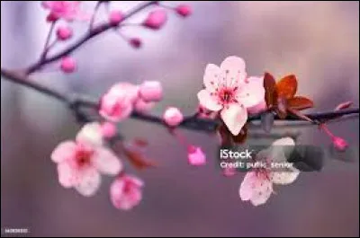 Comment sont les yeux de Branche Fleurie ?