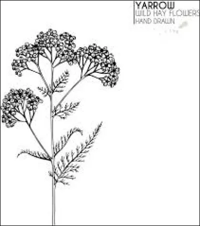 Quelle est la couleur des yeux de Tige de Mille-Feuille ?