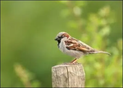 Les yeux de Demi-Queue (ou Queue de Moineau) sont :