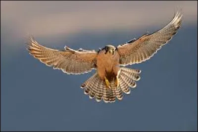 Comment sont les yeux de Cœur de Faucon ?