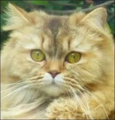 Les yeux de Mica sont :