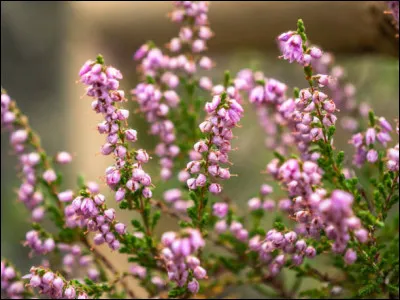 Fleur de Bruyère a les yeux :