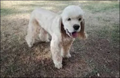 Quand le chien de Jennie est-il décédé ?