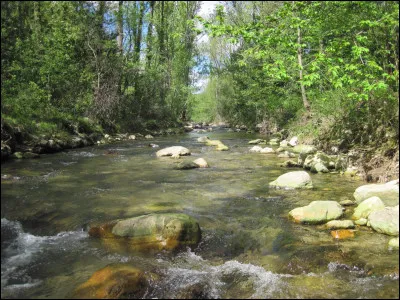 C'est ton premier jour d'entra&icirc;nement dans le Clan de la Rivi&egrave;re. Ton mentor te propose soit d'apprendre &agrave; nager soit d'apprendre &agrave; te battre. Que choisis-tu ?