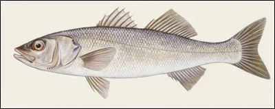 Est-ce que tu aimes le poisson ?