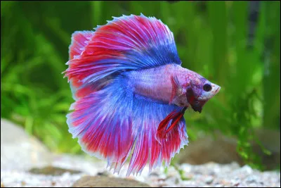 Est-ce que tu sais nager ?