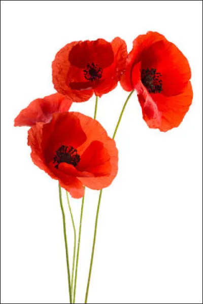 Comment dit-on "coquelicot" en espagnol ?