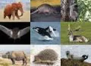 Test En quel animal peux-tu te changer ?