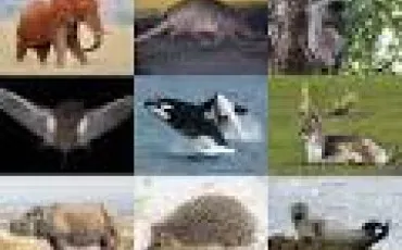 Quiz Test de personnalité