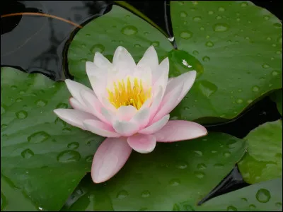 Quel est ton caractère ?