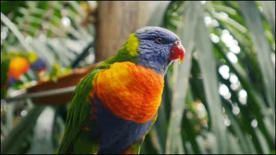 Sur quelle île espagnole se situe le parc animalier Loro Parque ?