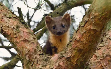 Quiz Animaux