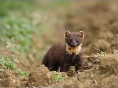 Comment les reconnaître ?