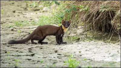 Son espérance de vie, en moyenne, est...
