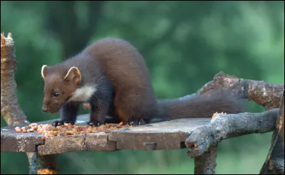 Combien peut-il y avoir de petits par portée ?