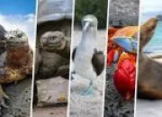 Quiz Devine les animaux !