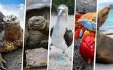 Quiz Animaux