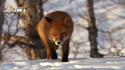 Quel est cet animal ?