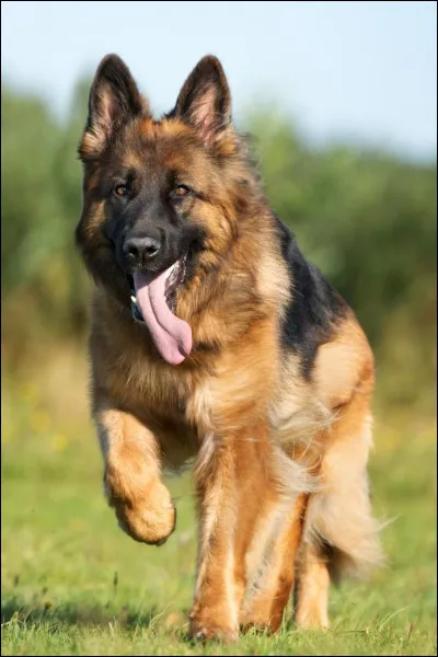 Quelle est la race de cet animal ?