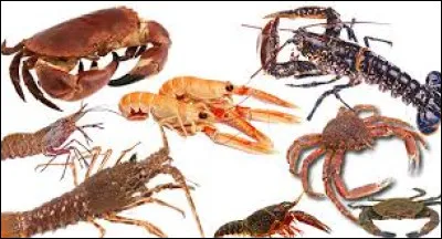 Comment appelle t-on l'étude des crustacés ?