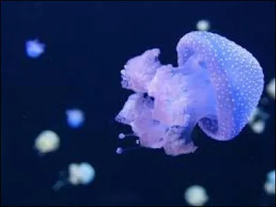 Combien de nouvelles trouve-t-on au sein de l'anthologie "M&eacute;duse" ?