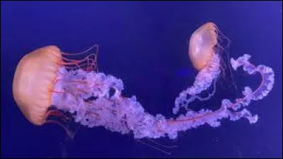 Laquelle de ces propositions est parfois aussi appel&eacute;e une m&eacute;duse ?