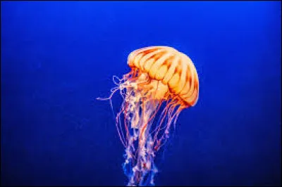 Quelle est la dur&eacute;e de vie maximale d'une m&eacute;duse ?