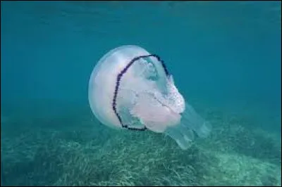 De qui M&eacute;duse, fille d'Orsiloque, est-elle l'&eacute;pouse ?