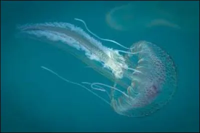 Qui a peint "Le Radeau de la M&eacute;duse" ?