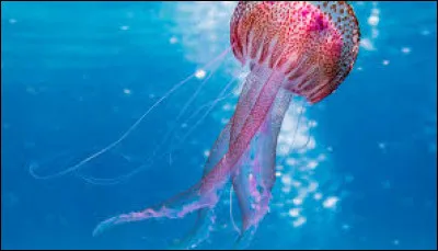 Combien de versions du tableau "M&eacute;duse" de Van Gogh existe-t-il ?