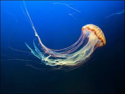 De quelle ann&eacute;e le relief en papier m&acirc;ch&eacute; d'Arnold B&ouml;cklin "Bouclier avec le visage de M&eacute;duse" date-t-il ?