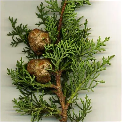 Quel conifère représentatif des régions méditerranéennes est un symbole de deuil ?