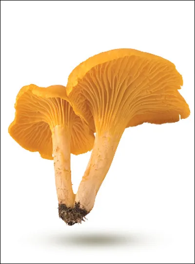 Quel est le nom de ce champignon comestible au chapeau évasé ?