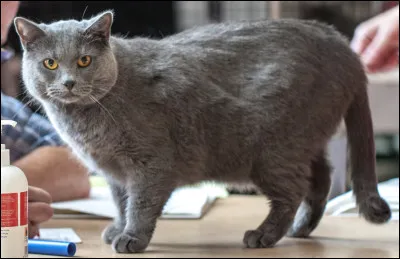 Quel est le nom de cette race de chat originaire de France, animal au pelage bleu et aux yeux couleur or ?