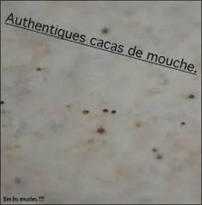 Quel est le nom des excréments d'insectes ?