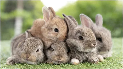Est-ce que tu aimes le lapin ?