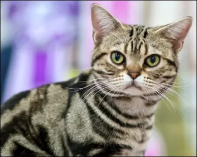 Est-ce que tu as un pelage court ?