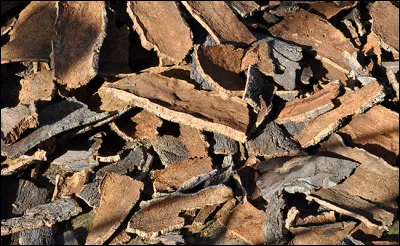 Aimes-tu &Eacute;corce de Ch&ecirc;ne ?