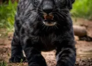 Quiz Quiz Vrai ou faux - Spcial animaux !