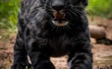 Quiz Animaux