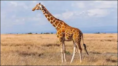 Les girafes peuvent donner naissance à un bébé de 100 kg !