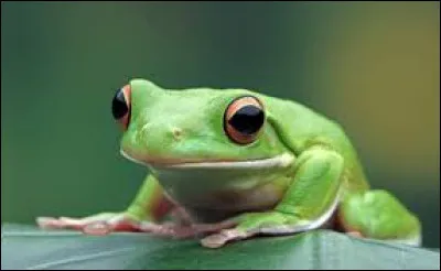 Les grenouilles ne peuvent pas sauter plus de 30 cm !