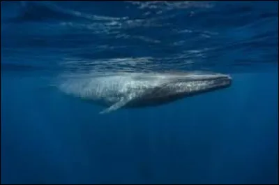 Les baleines bleues sont les plus grands animaux de la planètes !