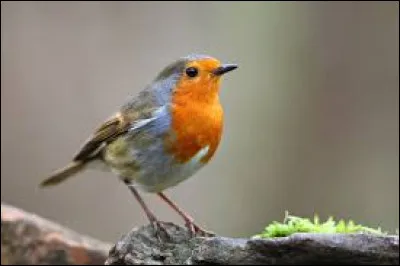 Les oiseaux sont les seuls animaux qui peuvent voler !