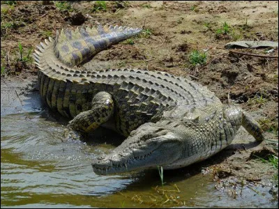 Les crocodiles préhistoriques mesuraient jusqu'à 10 mètres !