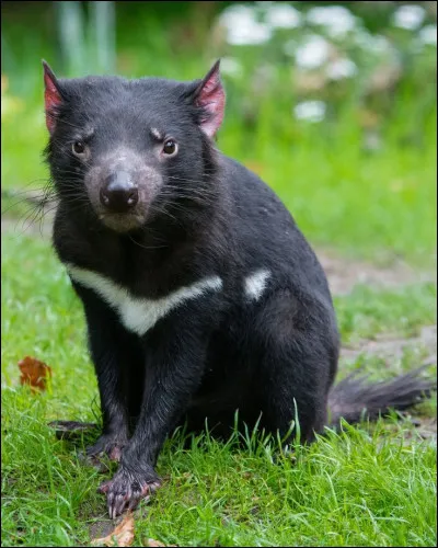 Le diable de Tasmanie vit dans la jungle africaine !