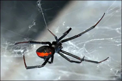 La veuve noire est l'araignée la plus dangereuse du monde !