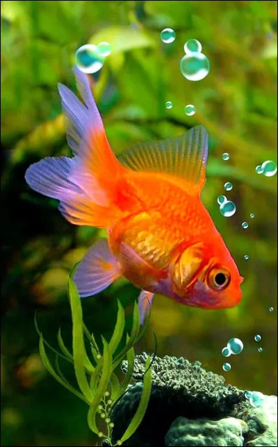 Les poissons rouges ont une espérance de vie de 2 ans !